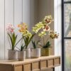 Orchid in White Ceramic Dot Pot