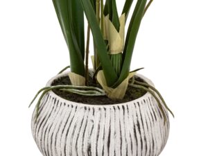 DF-GAL-5056693592662-1 Orchid in Low Ceramic Pot