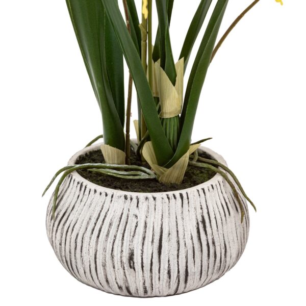 Orchid in Low Ceramic Pot