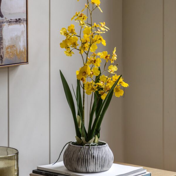 Orchid in Low Ceramic Pot