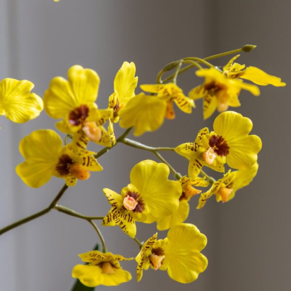 Orchid in Low Ceramic Pot