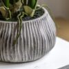 Orchid in Low Ceramic Pot