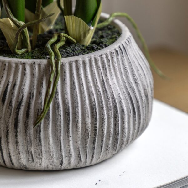 Orchid in Low Ceramic Pot