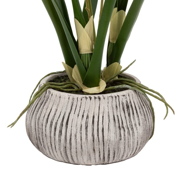 Orchid in Low Ceramic Pot