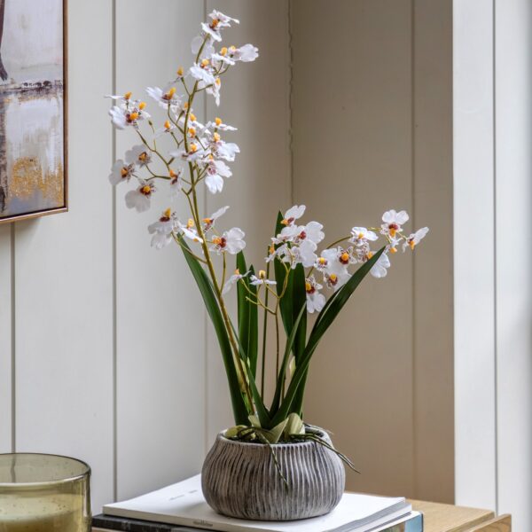 Orchid in Low Ceramic Pot