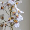 Orchid in Low Ceramic Pot