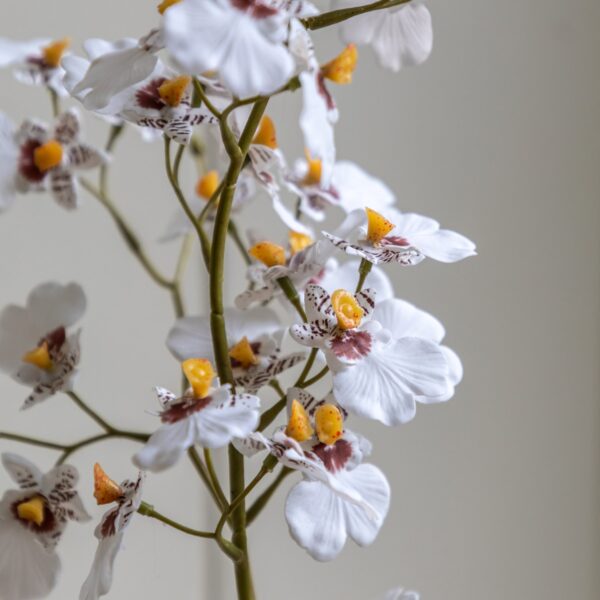 Orchid in Low Ceramic Pot