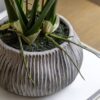 Orchid in Low Ceramic Pot