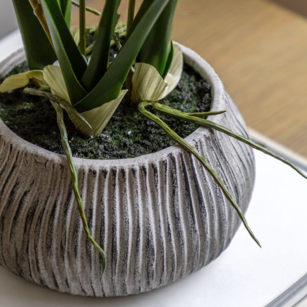 Orchid in Low Ceramic Pot