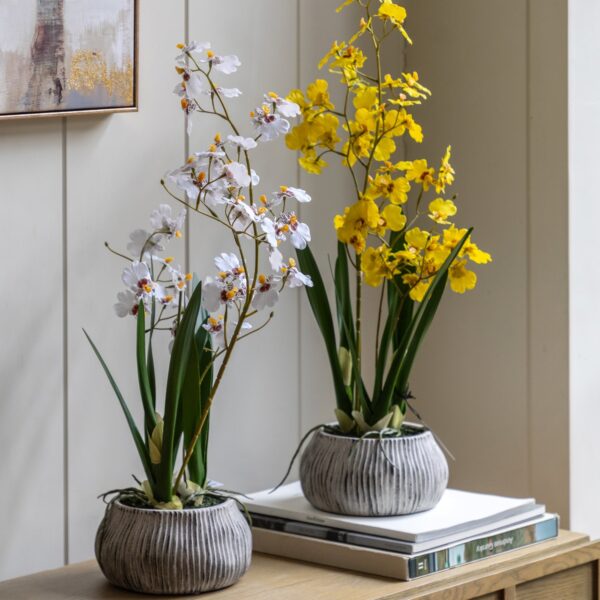 Orchid in Low Ceramic Pot