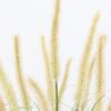 Potted Grass with Cattail Seed Heads