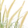Potted Grass with Cattail Seed Heads
