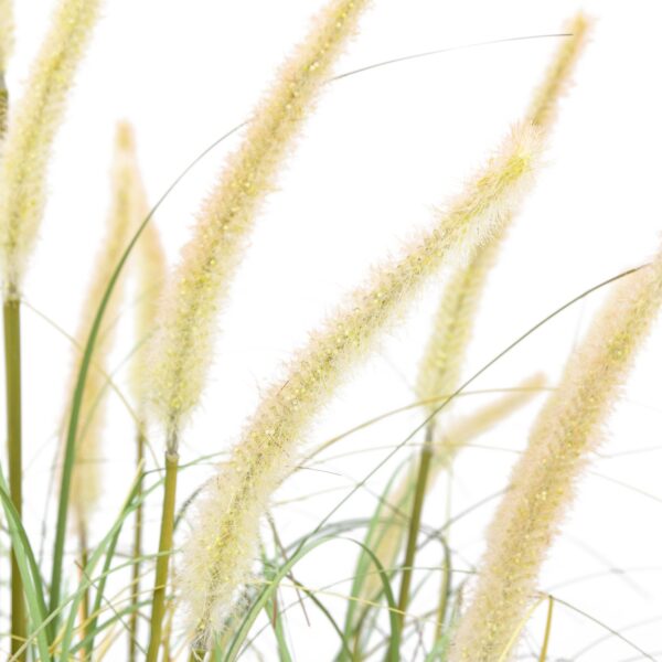 Potted Grass with Cattail Seed Heads