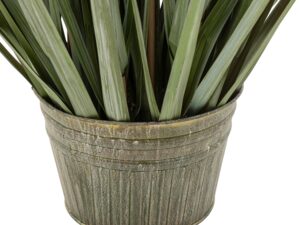 Potted Grass with Pampas Seed Heads