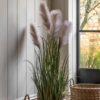DF-GAL-5056693592730-2 Potted Grass with Pampas Seed Heads