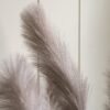 DF-GAL-5056693592730-3 Potted Grass with Pampas Seed Heads