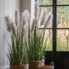 DF-GAL-5056693592730-4 Potted Grass with Pampas Seed Heads