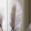 DF-GAL-5056693592747-3 Potted Grass with Pampas Seed Heads