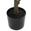 Potted Chinese White Olive Tree
