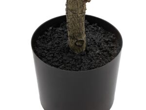 Potted Chinese White Olive Tree