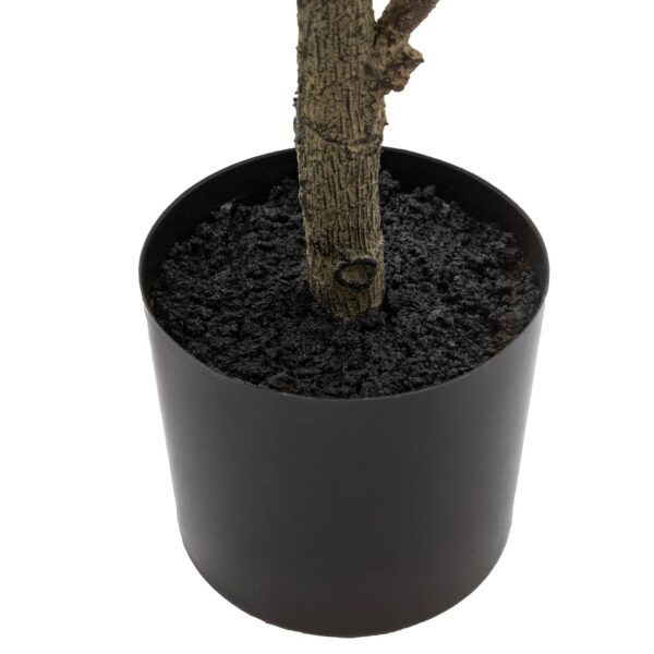 Potted Chinese White Olive Tree
