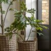 Potted Chinese White Olive Tree