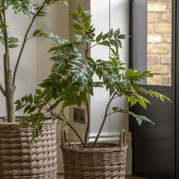 Potted Chinese White Olive Tree