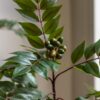 Potted Chinese White Olive Tree