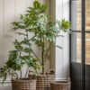 Potted Chinese White Olive Tree
