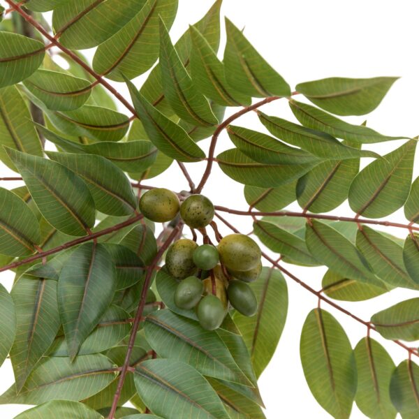 Potted Chinese White Olive Tree
