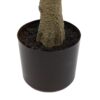 Potted Chinese White Olive Tree
