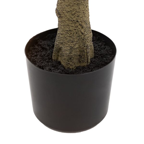 Potted Chinese White Olive Tree