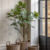 Potted Chinese White Olive Tree