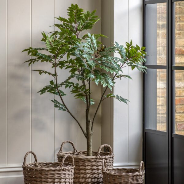 Potted Chinese White Olive Tree
