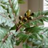 Potted Chinese White Olive Tree