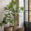 Potted Chinese White Olive Tree