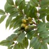 Potted Chinese White Olive Tree