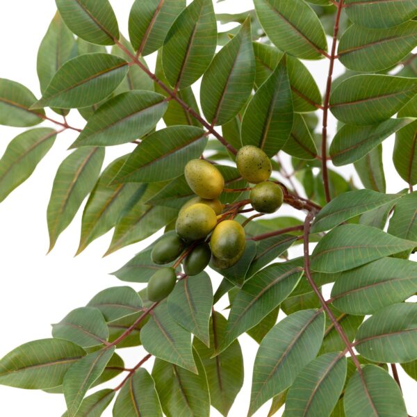 Potted Chinese White Olive Tree