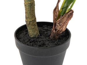 Potted Calathea Leaf Tree