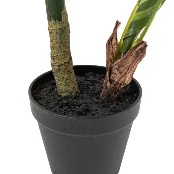 Potted Calathea Leaf Tree
