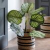 Potted Calathea Leaf Tree
