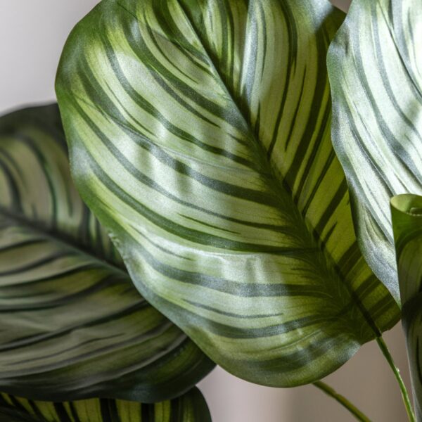 Potted Calathea Leaf Tree