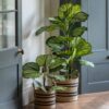 Potted Calathea Leaf Tree