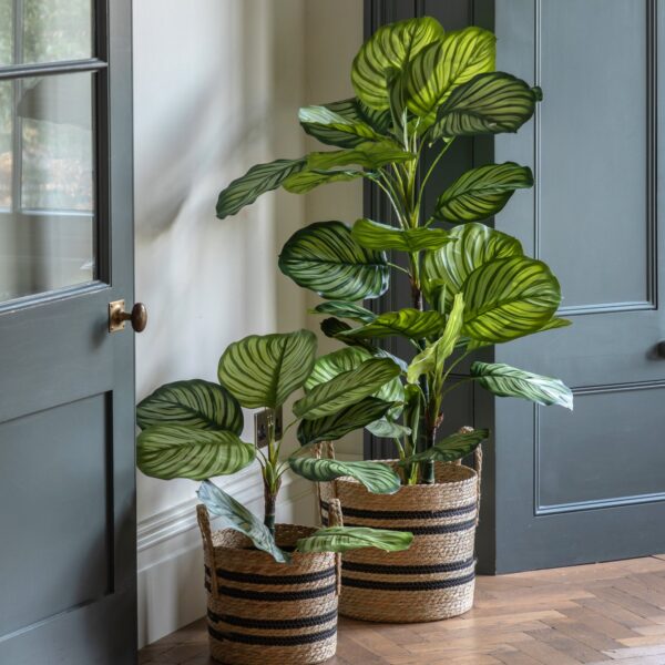 Potted Calathea Leaf Tree