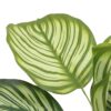 Potted Calathea Leaf Tree