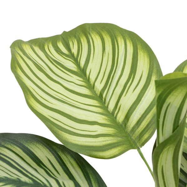 Potted Calathea Leaf Tree
