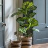 Potted Calathea Leaf Tree