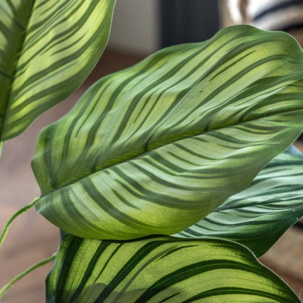 Potted Calathea Leaf Tree