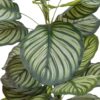 Potted Calathea Leaf Tree