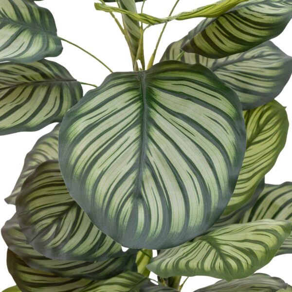 Potted Calathea Leaf Tree